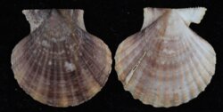 Volachlamys fultoni