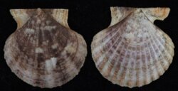 Volachlamys fultoni