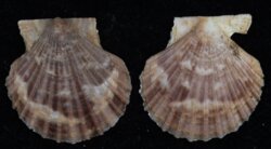 Volachlamys fultoni