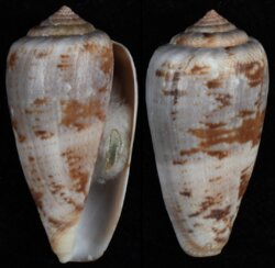 Floraconus tinianus