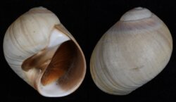 Glossaulax reclusiana