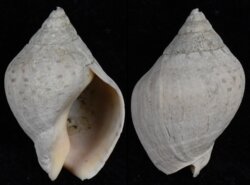 Cominella adspersa