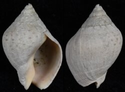 Cominella adspersa