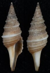 Polystira oxytropis