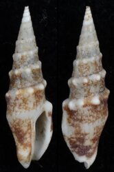 Strombina maculosa