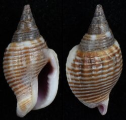 Strombina pulcherrima