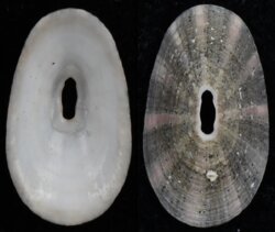 Fissurella mutabilis