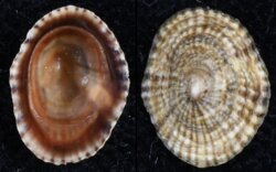 Siphonaria lessonii