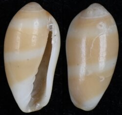 Volvarina taeniolata