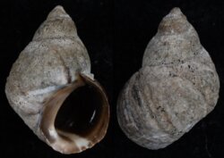 Austrolittorina cincta