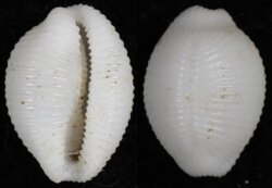 Trivirostra oryza