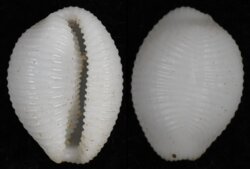 Trivirostra oryza