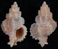 Murexsul tokubei marianae