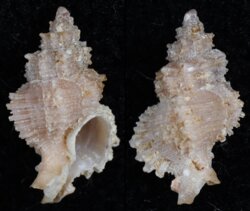 Murexsul tokubei marianae