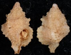 Murexsul tokubei marianae