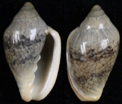 Marginella lineolata
