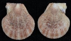 Talochlamys humilis