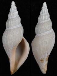 Fusivoluta clarkei