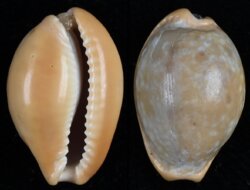 Naria citrina citrina