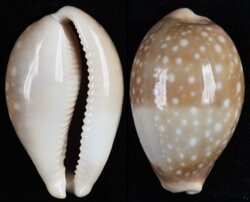 Lyncina vitellus