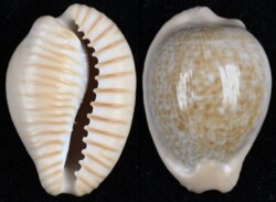 Cypraeovula fuscodentata sphaerica