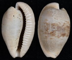 Cypraeovula capensis gonubiensis