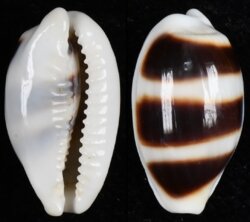 Palmadusta asellus asellus