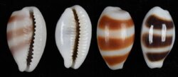 Palmadusta asellus asellus