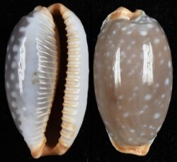 Staphylaea limacina interstincta