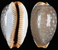 Staphylaea limacina interstincta