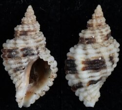 Ocenebra circumtexta