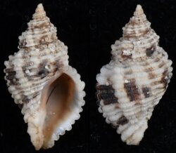 Ocenebra circumtexta