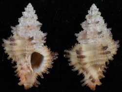 Favartia balteata