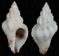Coralliophila rubrococcinea