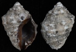 Semiricinula turbinoides