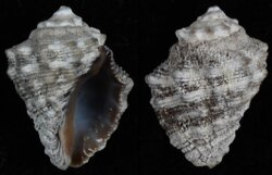 Semiricinula turbinoides