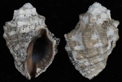 Semiricinula turbinoides