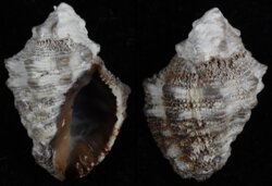 Semiricinula turbinoides