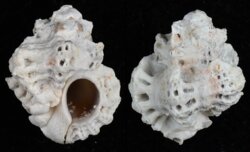 Favartia brevicula