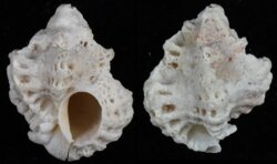 Favartia brevicula