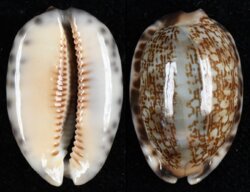Mauritia arabica arabica