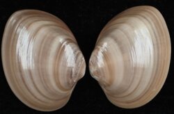 Megapitaria squalida
