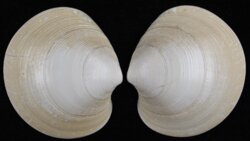 Dosinia ponderosa