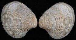 Chione californiensis
