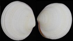 Codakia orbicularis