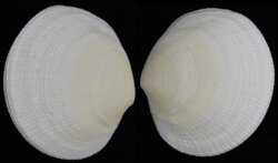 Codakia orbicularis