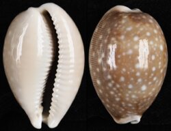 Lyncina vitellus