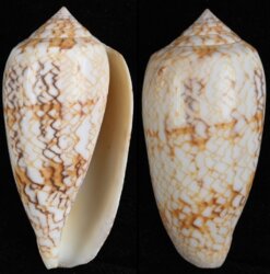 Cylinder archiepiscopus fma verriculum