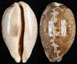 Leporicypraea mappa mappa