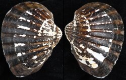 Senilia senilis
